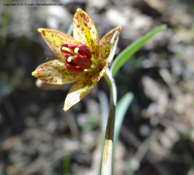 Fritillaria atropurpurea, Davidson, C 12131--USA, California, Nevada Co. 19 Apr 2013  0079 (23).JPG