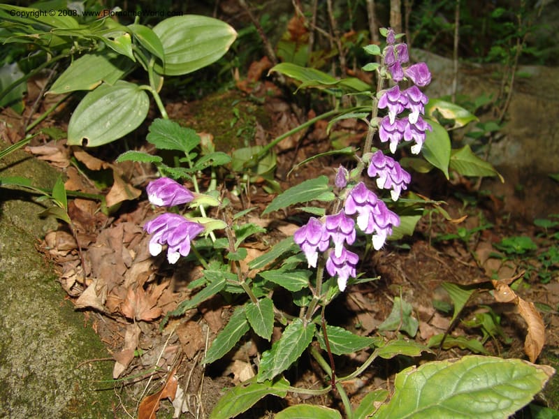 Scutellaria cochinchinensis--China. Jiang Xi. Lushan Botanical Garden. 21 Apr 07. 147.jpg
