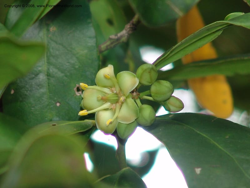 Brexia madagascariensis--So. Africa. Durban Bot. Garden. 14 Mch 05. 149.jpg