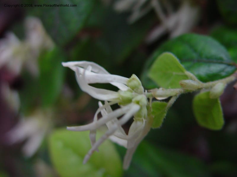 Loropetalum chinense--CA. UCLA. Mathias Bot. Gard. 13 Feb 03. 204.jpg
