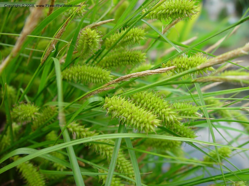 Carex vesicaria--France. Paris. Jardin des Plantes. 30 May 03. 052.jpg