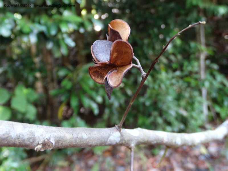 Guioa diplopetala, Buerki, S 343--Sabah. G. Silam. 2 Oct 2014. DSC01167 (296).JPG