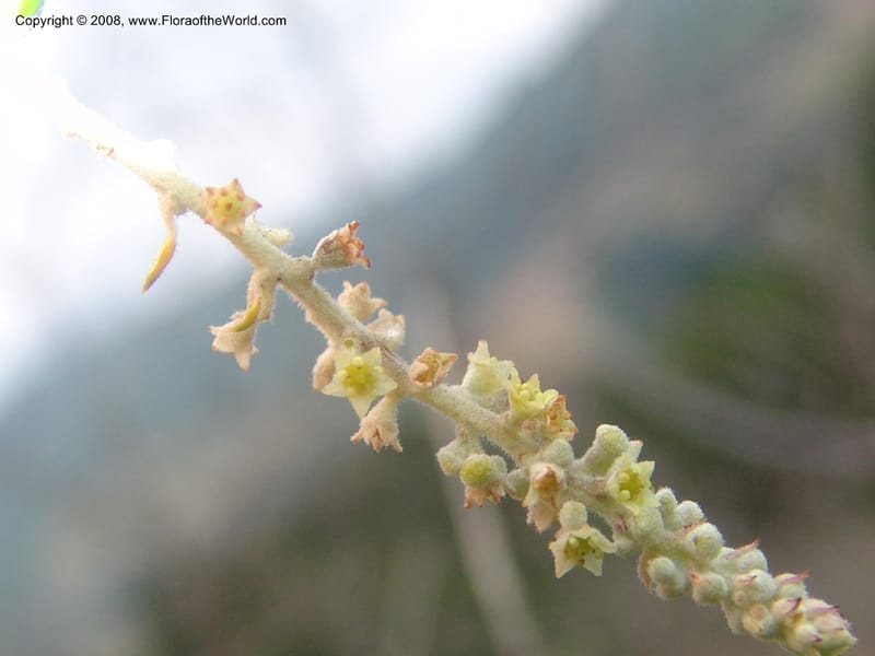 Phylica paniculata--So.Africa. Mpumal. Buffelskloof Private Nat. Res. 17 Mch 05. 044.jpg