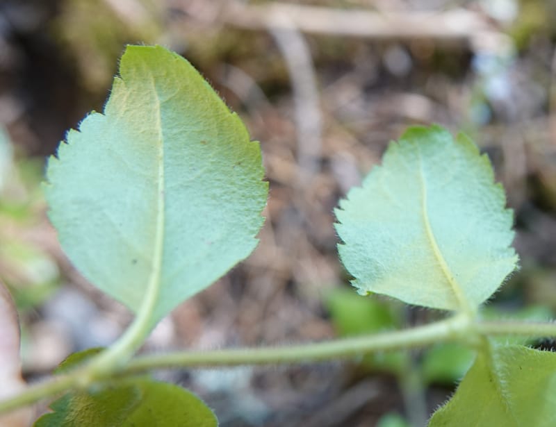 Veronica officinalis, C. Davidson 13799--ID. Latah Co. FSR 447. 7 Jul 2018. DSC05707 (135).JPG