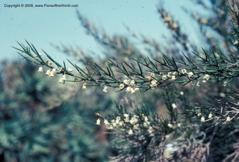 Colletia infausta--CA. Huntington Bot. Garden. May 76.002.jpg