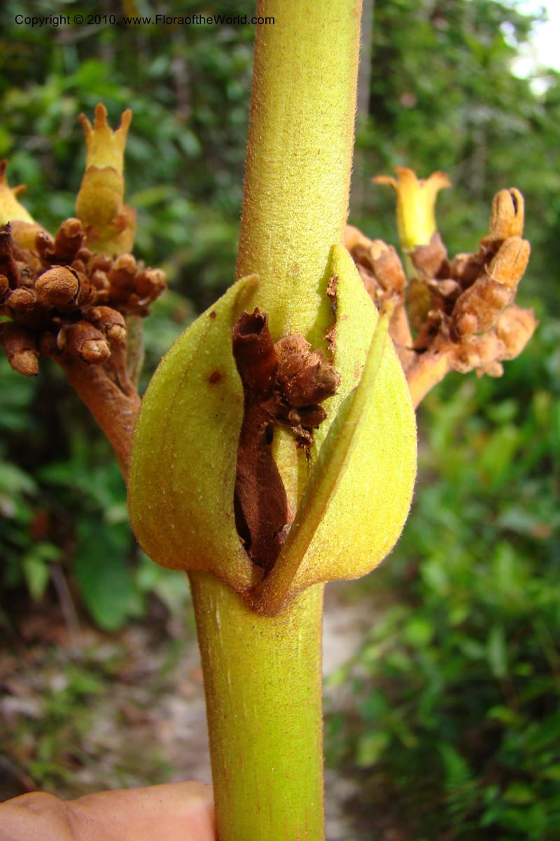 Ladenbergia, Vasquez 35053--Peru. Loreto. Dto. Iquitos. Res. Allpahuayo-Mishana. 19 Nov 08. 522 (25).jpg