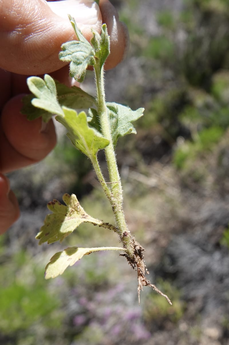 Glandularia gooddingii, C. Davidson 13980--AZ. Pima Co. Mt. Lemmon. Molino View Parking. 8 Apr 2019. DSC (196).JPG