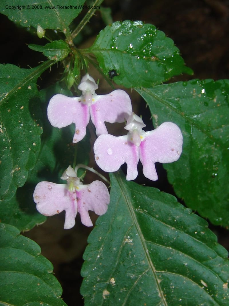 Impatiens hochstetteri--So.Africa. Mpumal. Moodie Mts.  18 Mch 05. 248.jpg