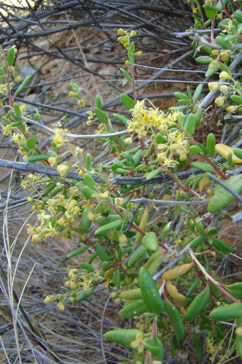 Tetragonia, C. Davidson 11617--South Africa. Northern Cape. Road to Gannabos. 27 Aug 09. 067 (1).jpg