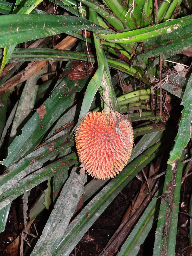 Pandanus fusinus, Callmander 1006--Sarawak. Gunong Fairy. 27 Mar 2012. DSC05525 (11).JPG