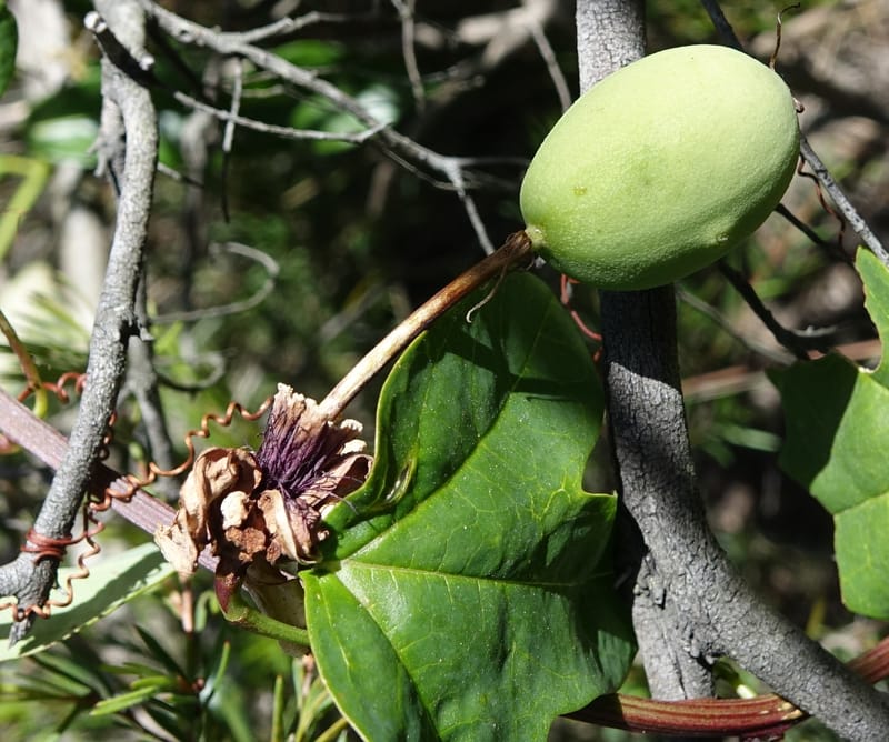Passiflora aurantia, Davidson, C 13330--Australia. Qld. Jacob's Well. 16 Oct 2016. DSC02498 (85).JPG