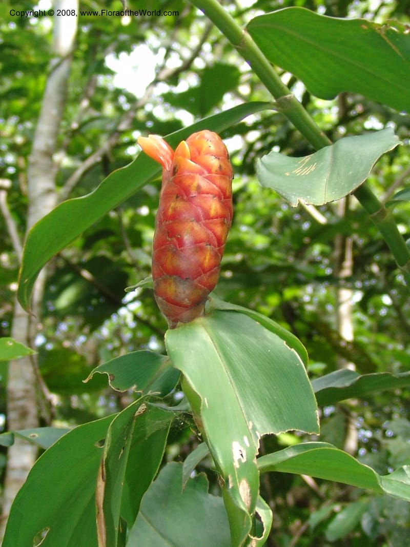Costus, AAraujoM1213--Bolivia. P. Nac. Madidi. Rio Tuichi, San Jose de Uchup. 29 Nov 04. 363.jpg