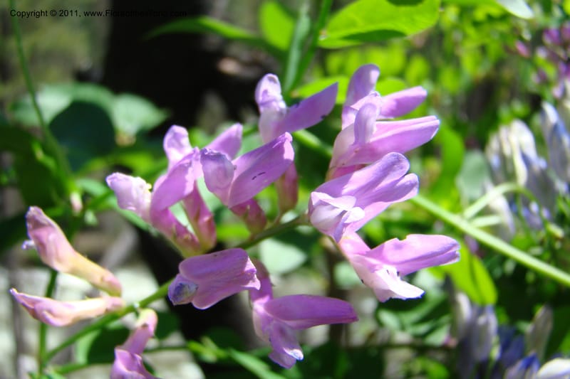 Vicia americana, C. Davidson 11391--Idaho. Idaho Co. Salmon River. Shepp Ranch. 28 May 2009. 168.jpg