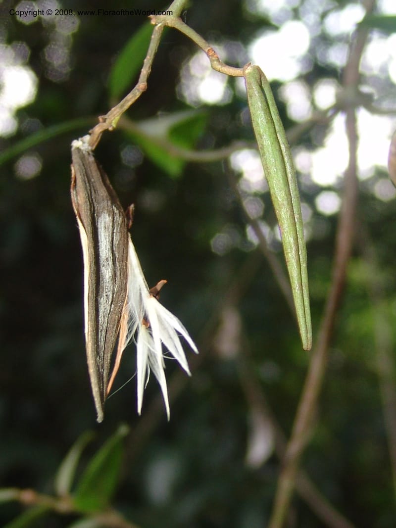 Secamone alpinii--So.Africa. Mpumal. Buffelskloof Private Nat. Res. 17 Mch 05. 139.jpg