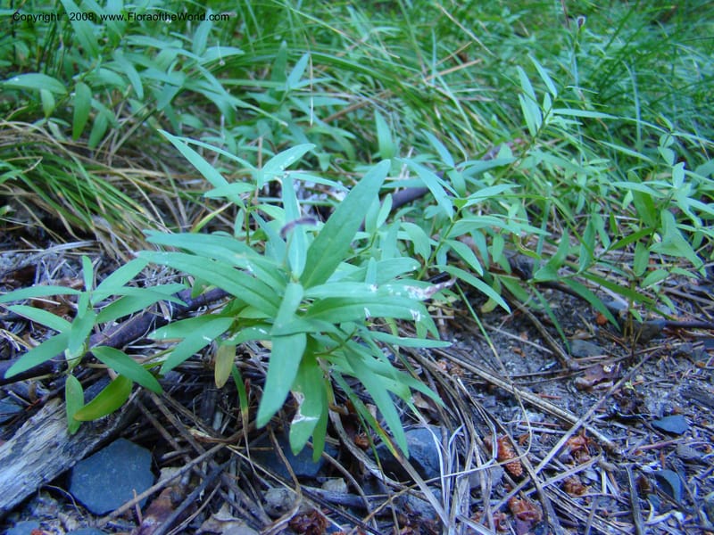Kelloggia galioides, CDavidson11264--ID. Valley Co. Sylvan Beach, Payette Lake. 24 Aug 08. 007.jpg
