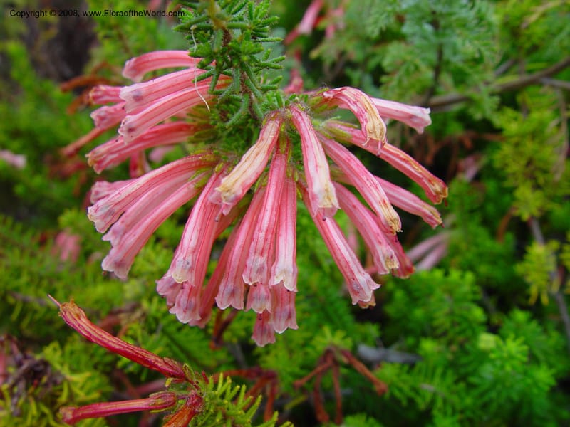 Erica viridipurpurea. 62.1071--CA. Berkeley Bot. Gard. 11 Feb 03. 064.jpg