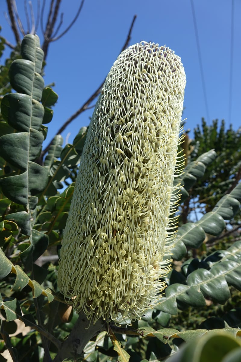 Banksia grandis, Not collected--Australia. W.A. Koondoola Bushland. 22 Oct 2016. DSC03457 (265).JPG