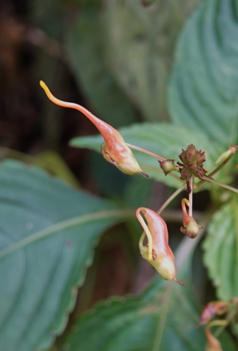 Impatiens ruiliensis, D. Boufford 44100--China. Yunnan. Lao jun Shan. 30 Apr 2018. DSC00424 (611).JPG