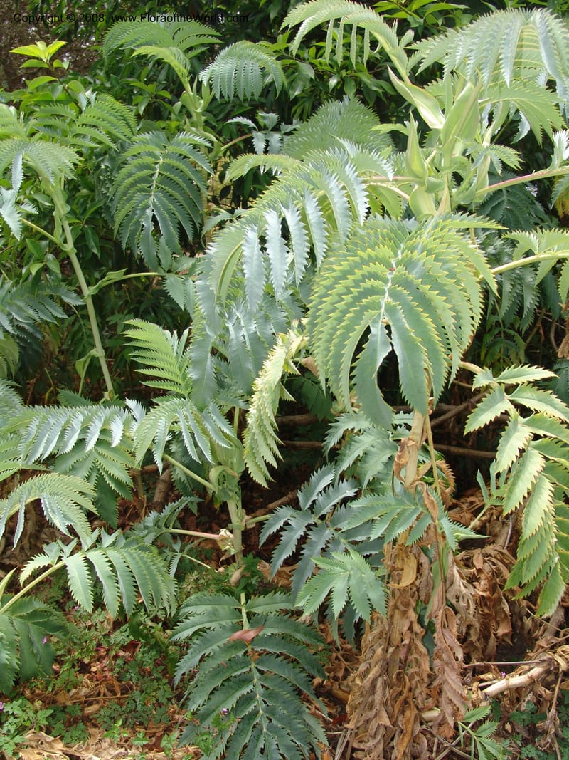Melianthus--CA. San Francisco Arbor. 3 Jul 07. 260.jpg