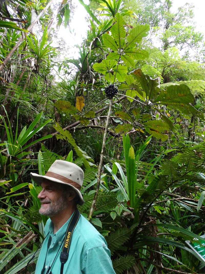 Plerandra insolita, Plunkett, G 3186--Fiji. Waisali Rainf. Reserve. 4 Nov 2015. DSC08848 (226).JPG