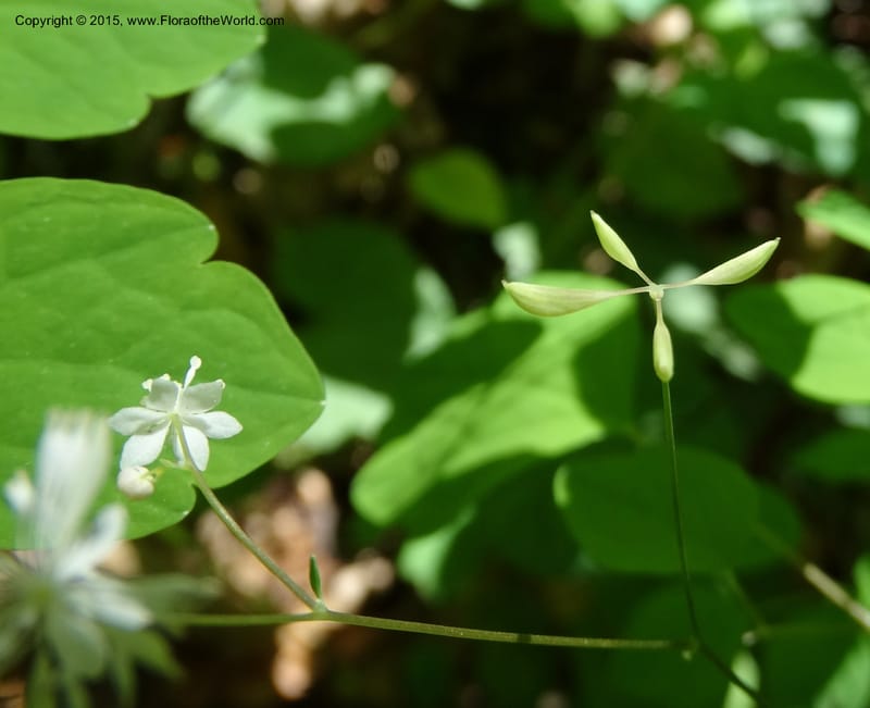 Thalictrum clavatum, Davidson, C 12989--North Carolina. Clay Co. Perry Gap Rd, Barnard's Cr. 13 May 2015. DSC04860 (289).JPG