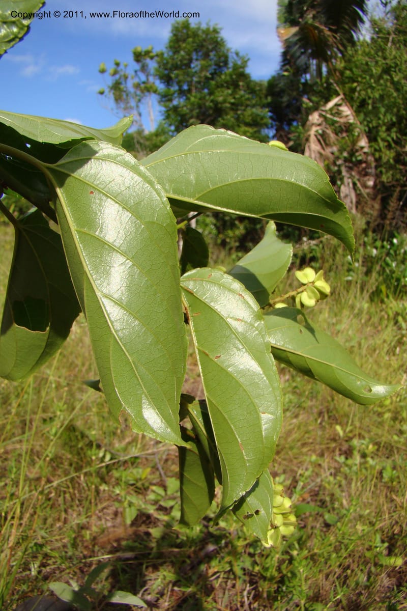 Gouania myriocarpa, Razafindraibe 210--Madagascar. Prov. Fianarantsoa. RN 12. 14 Jan 09. 285 (3).jpg