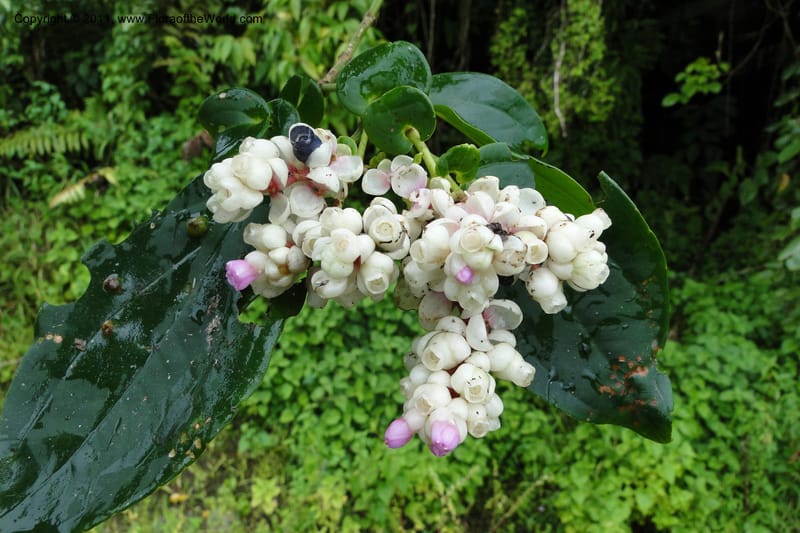 Medinilla, M. Tuiwawa 4922--Fiji. Area of Monasavu Dam I. 9 Feb 2011. 252 (16).jpg