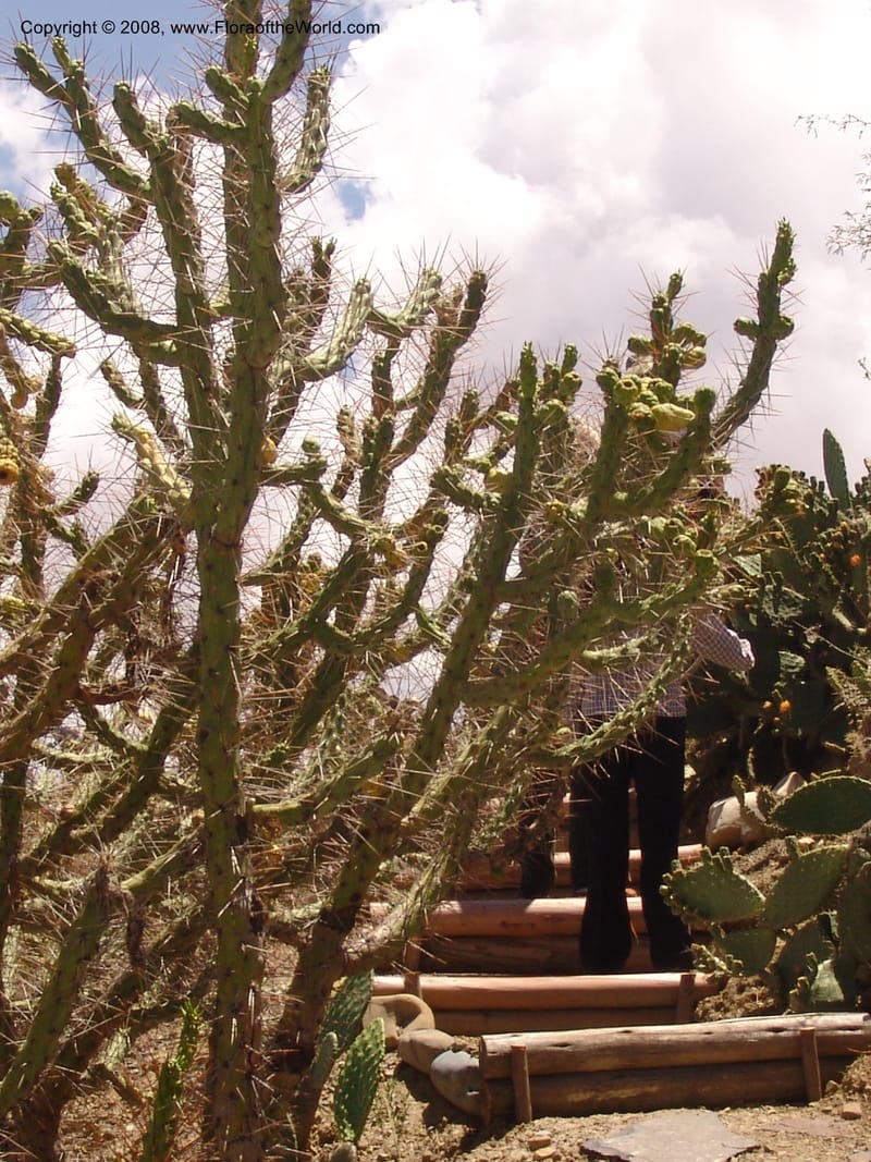 Opuntia subulata--Bolivia. La Paz. Jardin Botanico La Paz. 3 Dec 04. 138.jpg