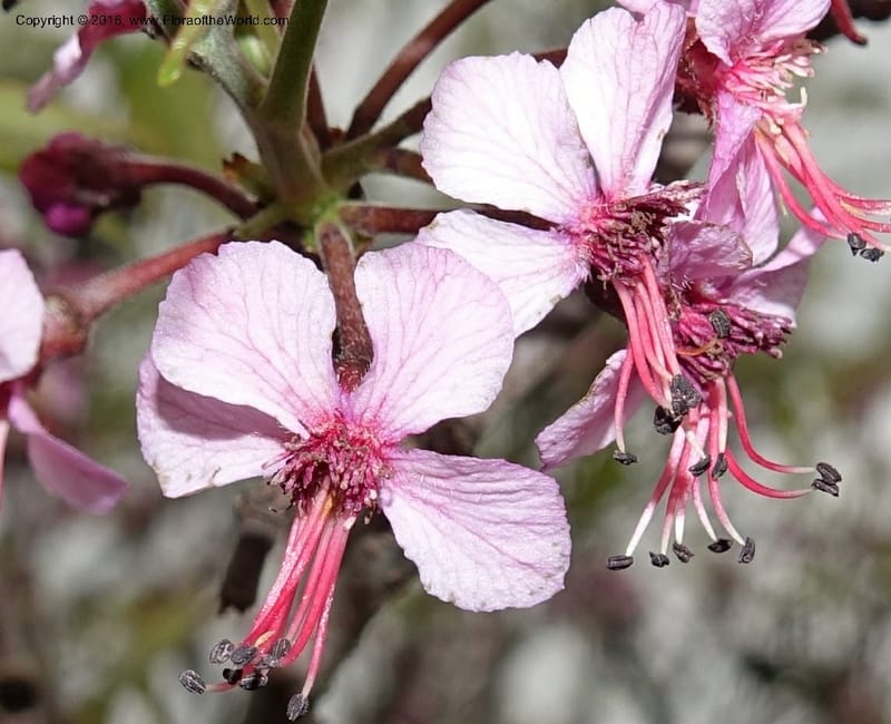 Ungnadia speciosa, Davidson, C 13072--Texas. Galveston. 18 Mar 2016. DSC00038 (37).JPG