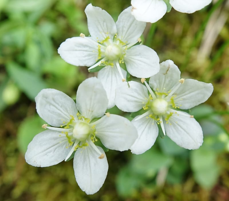 Parnassia palustris, Tseng Yu-Hsin 1316--Taiwan. SW of Nanshan on highway 7. 20 May 2016. DSC03339 (31).JPG