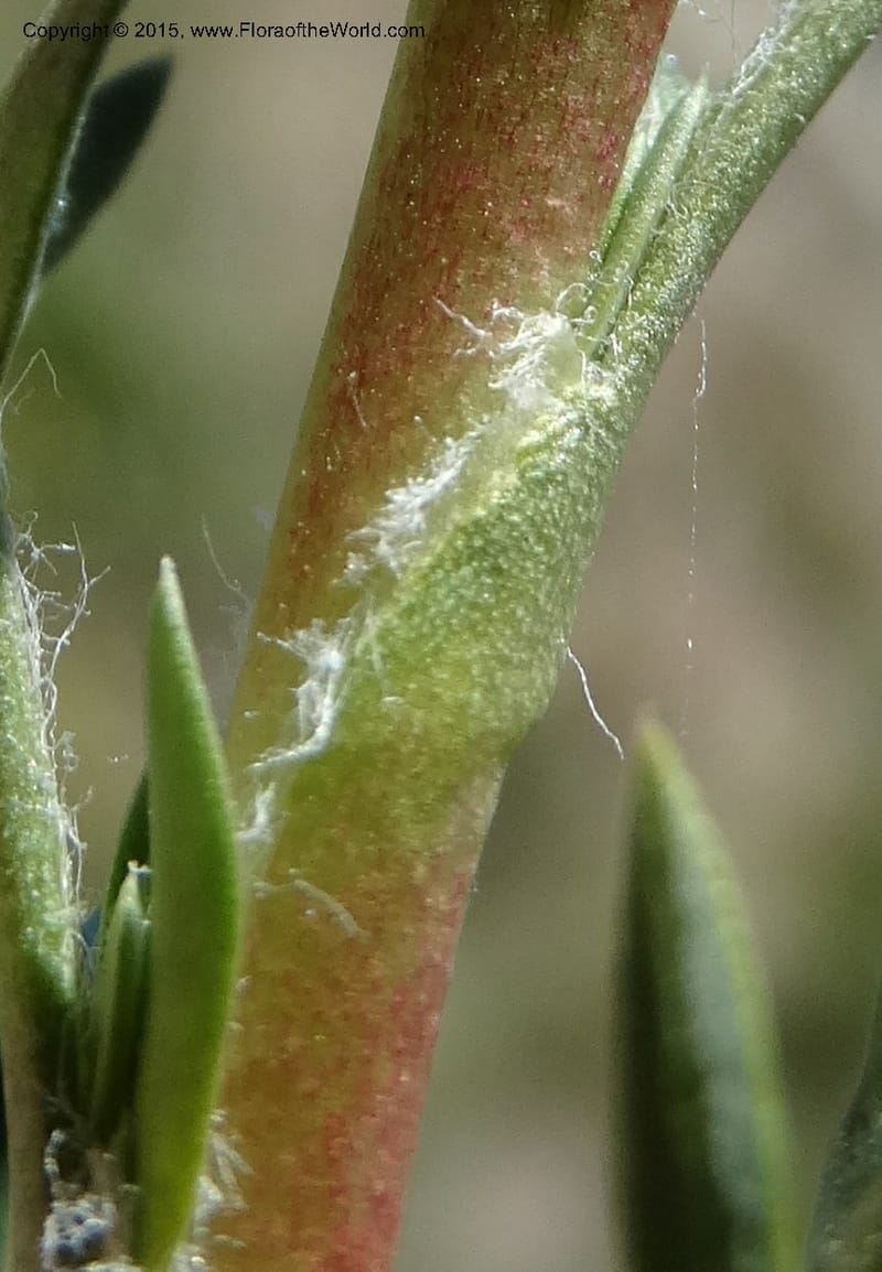 Tetraglochin alatum, Davidson, C 12788--Chile. Ruta 115, to Laguna del Maule. 24 Nov 2014. DSC07486 (308).JPG