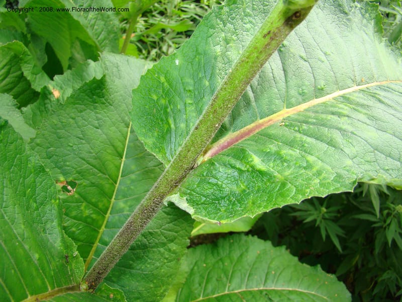 Inula magnifica--Slovenia. Ljubljana. University Botanical Garden. 7 Jul 08. 116.jpg