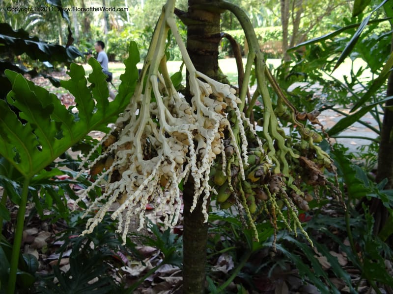 Areca parens--Australia. Queensland. Cairns Botanic Garden. 30 Sep 2011. 040.jpg