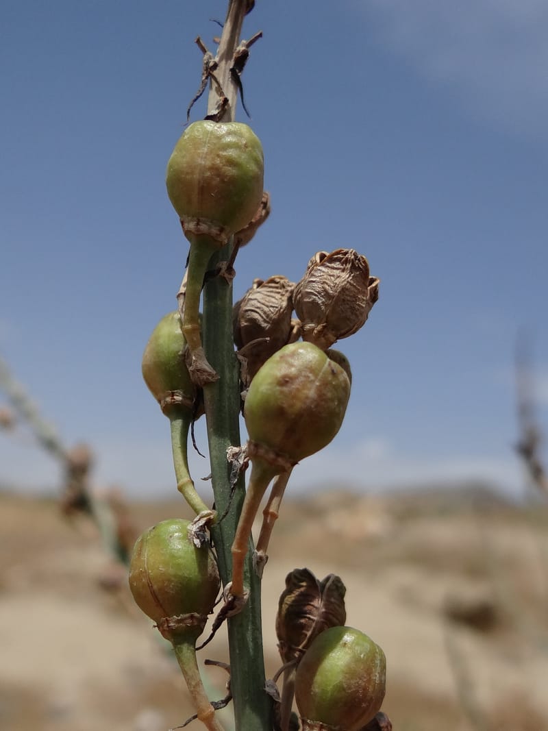 Asphodelus microcarpus--Kurdistan. Germaspan. 21 May 2013. DSC04190 (47).JPG