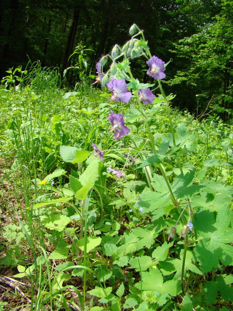 Slovenia. Kamniska Bistrica. 19 May 08. 003.jpg