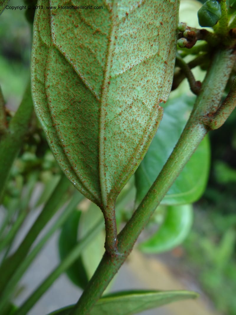Aralia, SAN.153245--Malaysia, Sabah. Tawai For. Res. 9 Apr 2012. DSC07890 (85).JPG