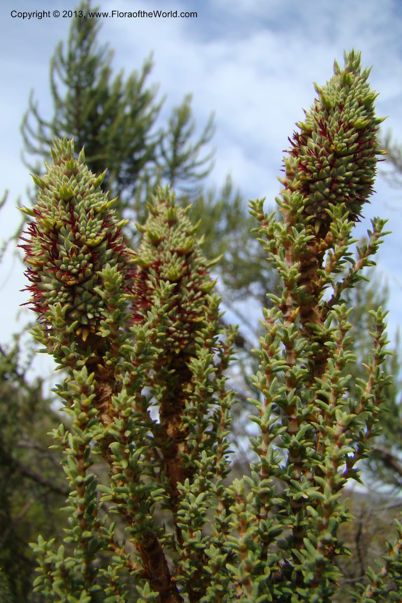 Cliffortia dichotoma, C. Davidson 11570--So Africa. No Cape. Papkuilsfontein. 26 Aug 09. 1 (20).jpg