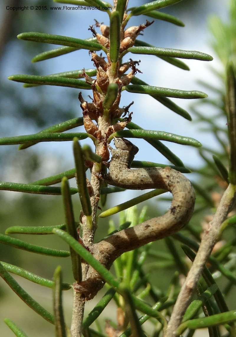 Ceratiola ericoides, Davidson, C 13062--South Carolina. Lexington Co. Redmond Rd. 20 May 2015. DSC06945 (19).JPG