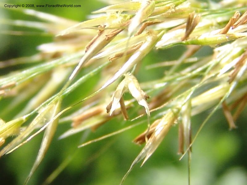 Stipa calamagrostis, S.43.1786--France. Paris. Jardin des Plantes. 4 Sep 07. 327.jpg