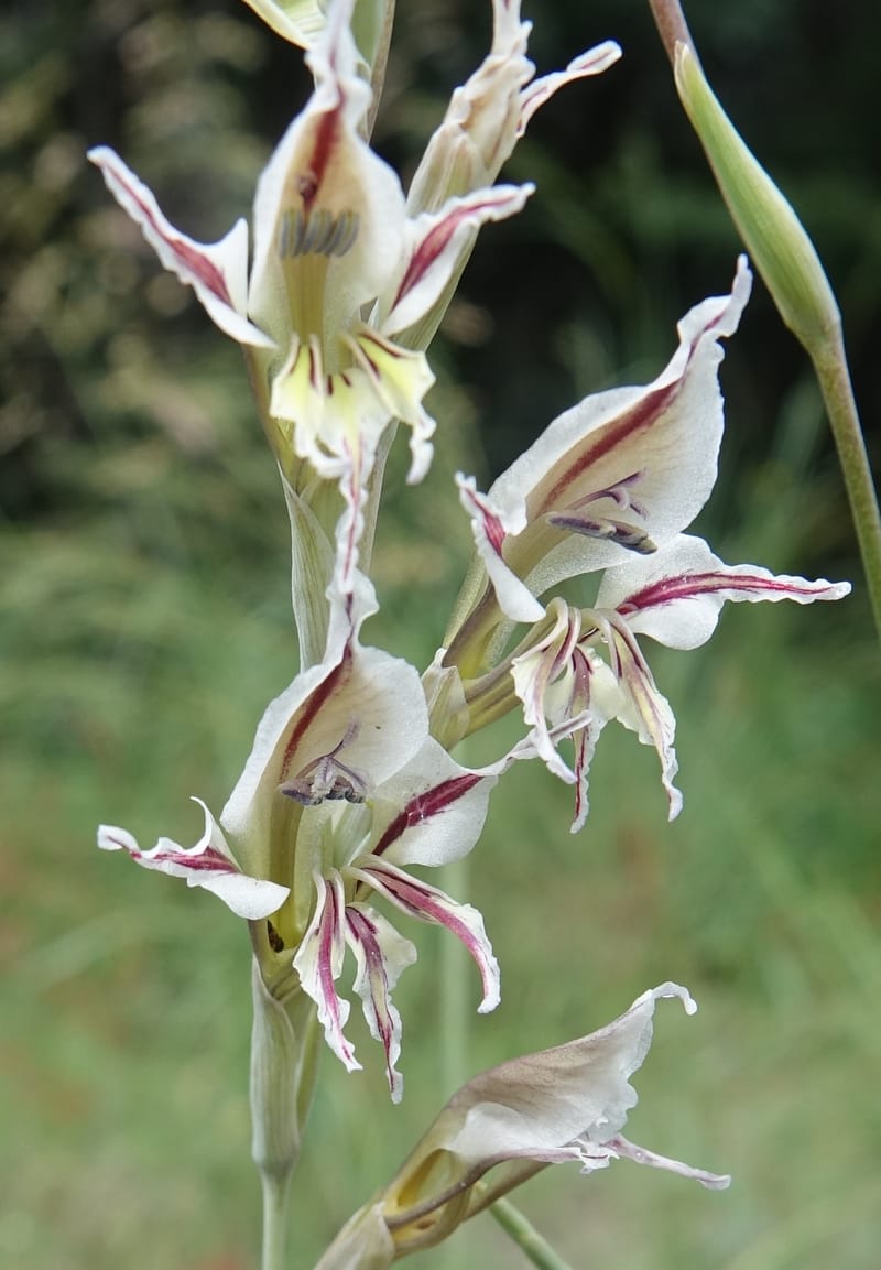 Gladiolus permeabilis, L. Nanyeni 1274--Namibia. Hwy D2859. Odom 418. 30 March 2018. DSC04324 (91).JPG