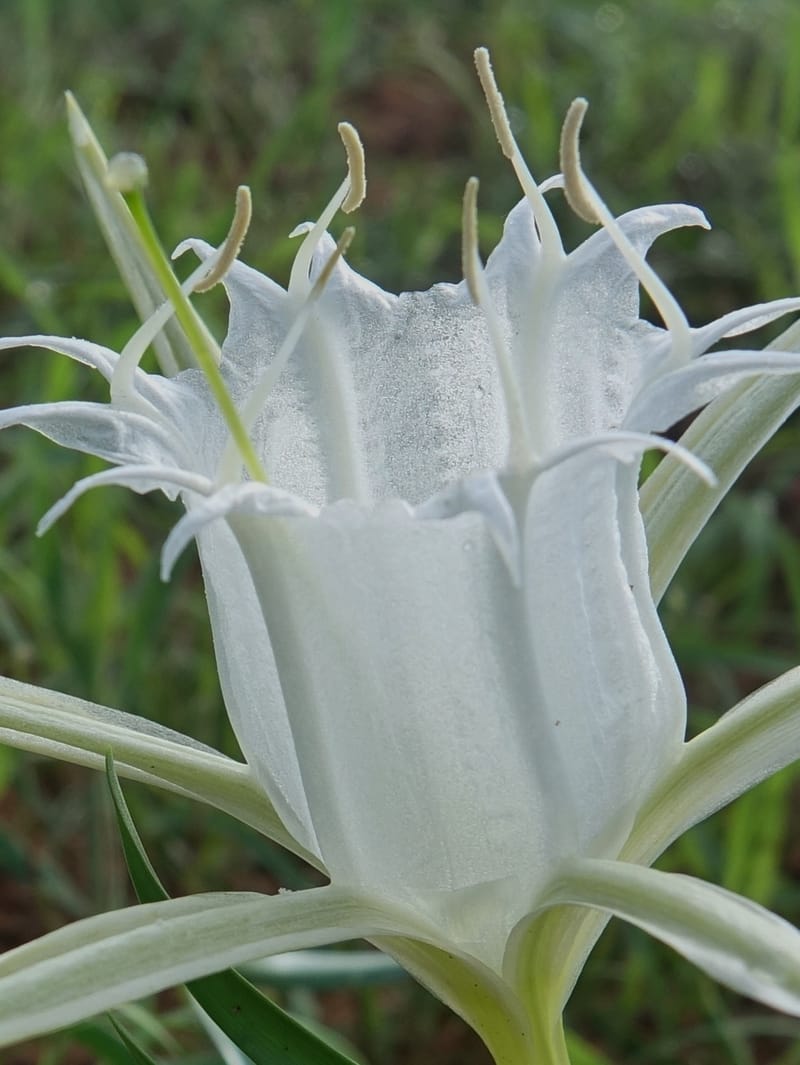 Pancratium tenuifolium, L. Nanyeni 1257--Namibia. Hwy D1471, S of Eningu Farm. 28 Mar 2018. DSC03969 (7).JPG
