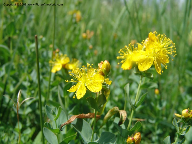 Hypericum formosum, CDavidson10972--ID. Valley Co. For Serv Rd. 432, to Crestline Trail.  25 Jul 06. 119.jpg