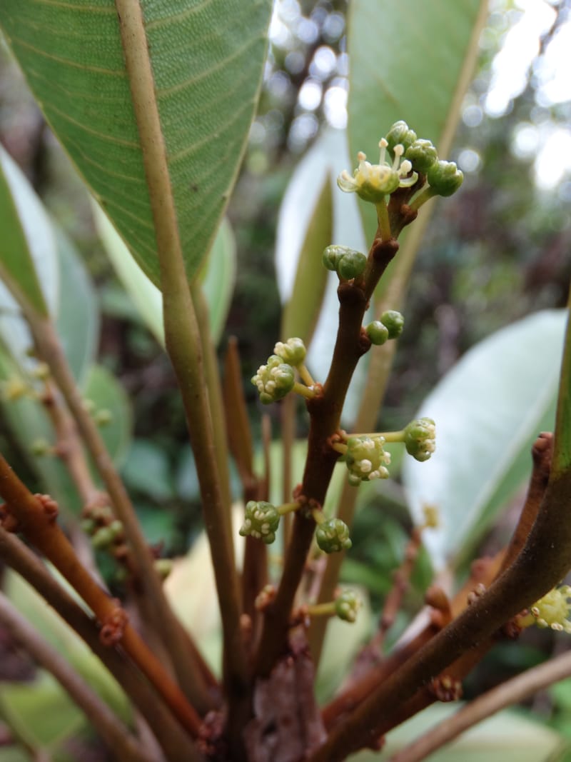 Amaroria soulameoides, Plunkett, G 3187--Fiji. Waisali Rainf. Reserve. 4 Nov 2015. DSC08848 (257).JPG