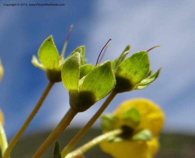 Calceolaria biflora, WDS 34183--Chile. Cta. 115. La Laguna. 22 Feb 2013. DSC02595 (123).JPG