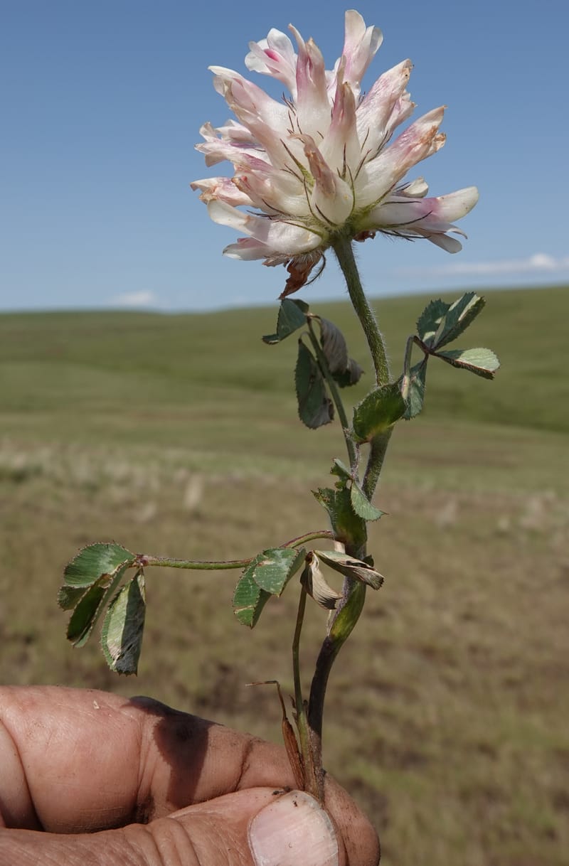 Trifolium macrocephalum, C. Davidson 13789--Oregon. Wallowa Co. Upper Camp Creek Canyon. 5 Jun 2018. DSC05225 (24).JPG