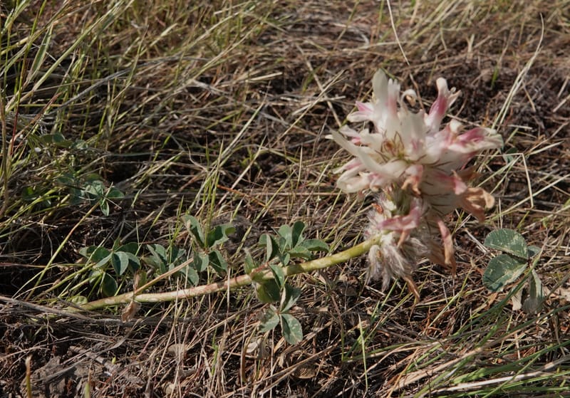Trifolium macrocephalum, C. Davidson 13789--Oregon. Wallowa Co. Upper Camp Creek Canyon. 5 Jun 2018. DSC05225 (1).JPG