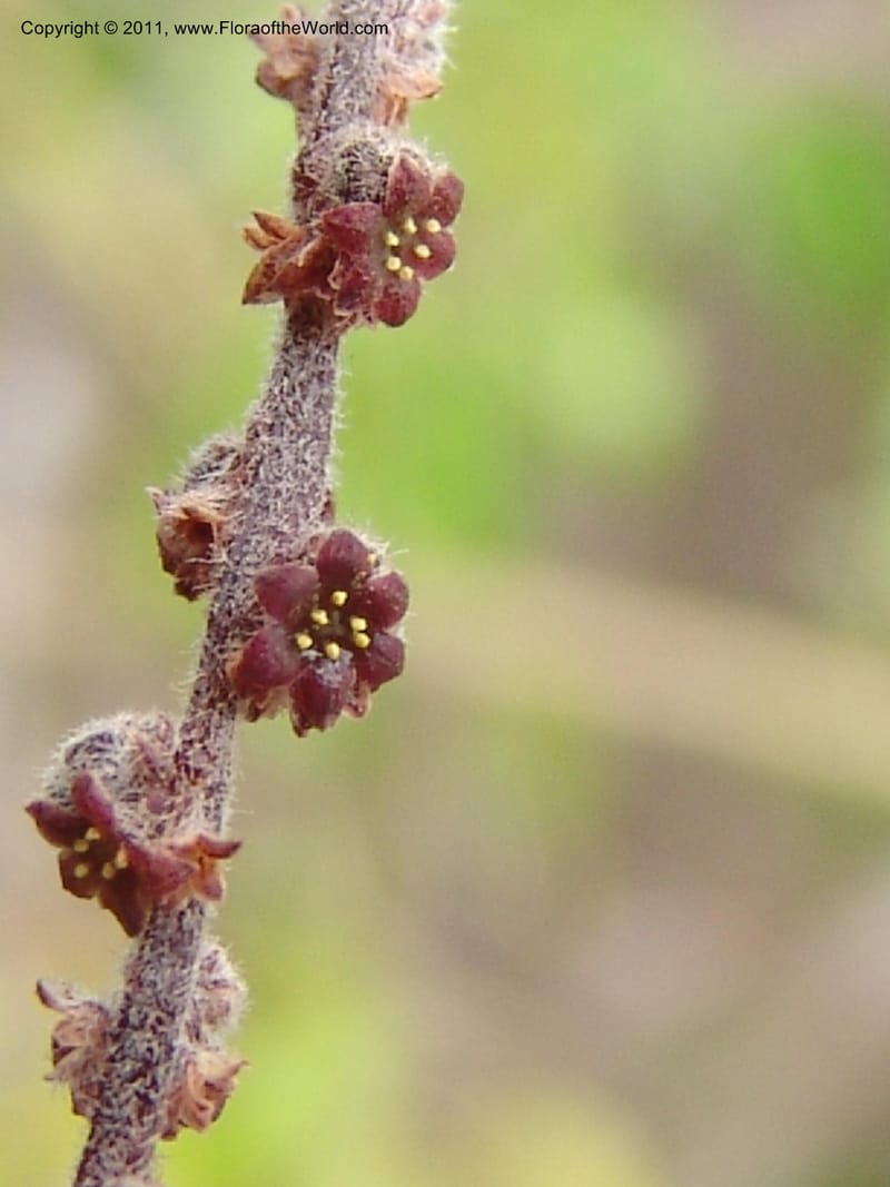 Dioscorea, ZRogers1149--Madag. Prov. Antsir. Sahafary, Analankary. 8 Nov 06. 544.jpg