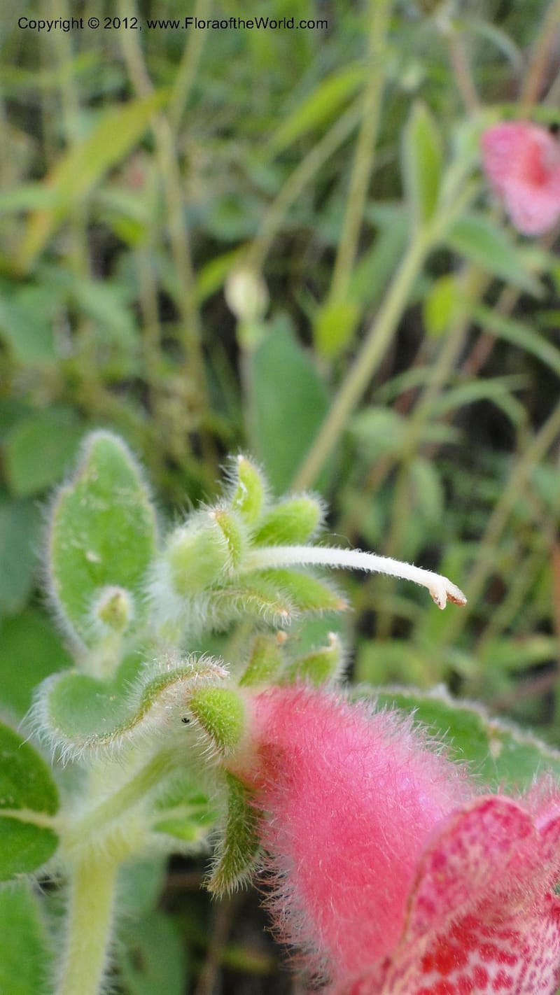 Kohleria rugata, J. Martinez Melendez 2205--MX. Chiapas. Tres Picos. 19 Sept 2010. 260 (5).jpg