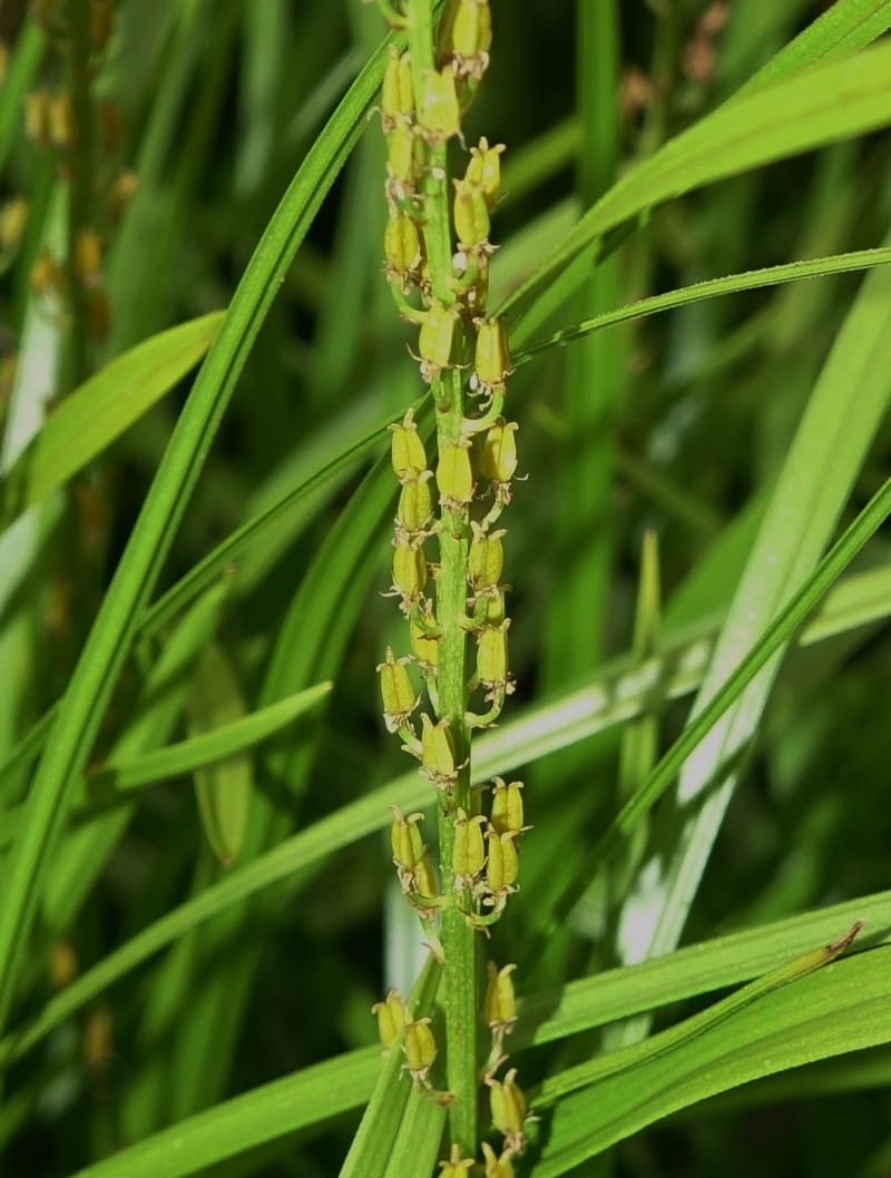 Japanolirion osense--Japan. Hokkaido. Teshio Exptl. For. 3 Aug 2016. DSC00757 (3).JPG