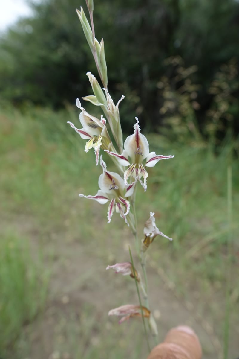 Gladiolus permeabilis, L. Nanyeni 1274--Namibia. Hwy D2859. Odom 418. 30 March 2018. DSC04324 (94).JPG
